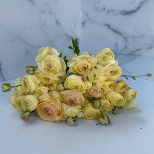 Ranunculus Specialty Romance-Hydra