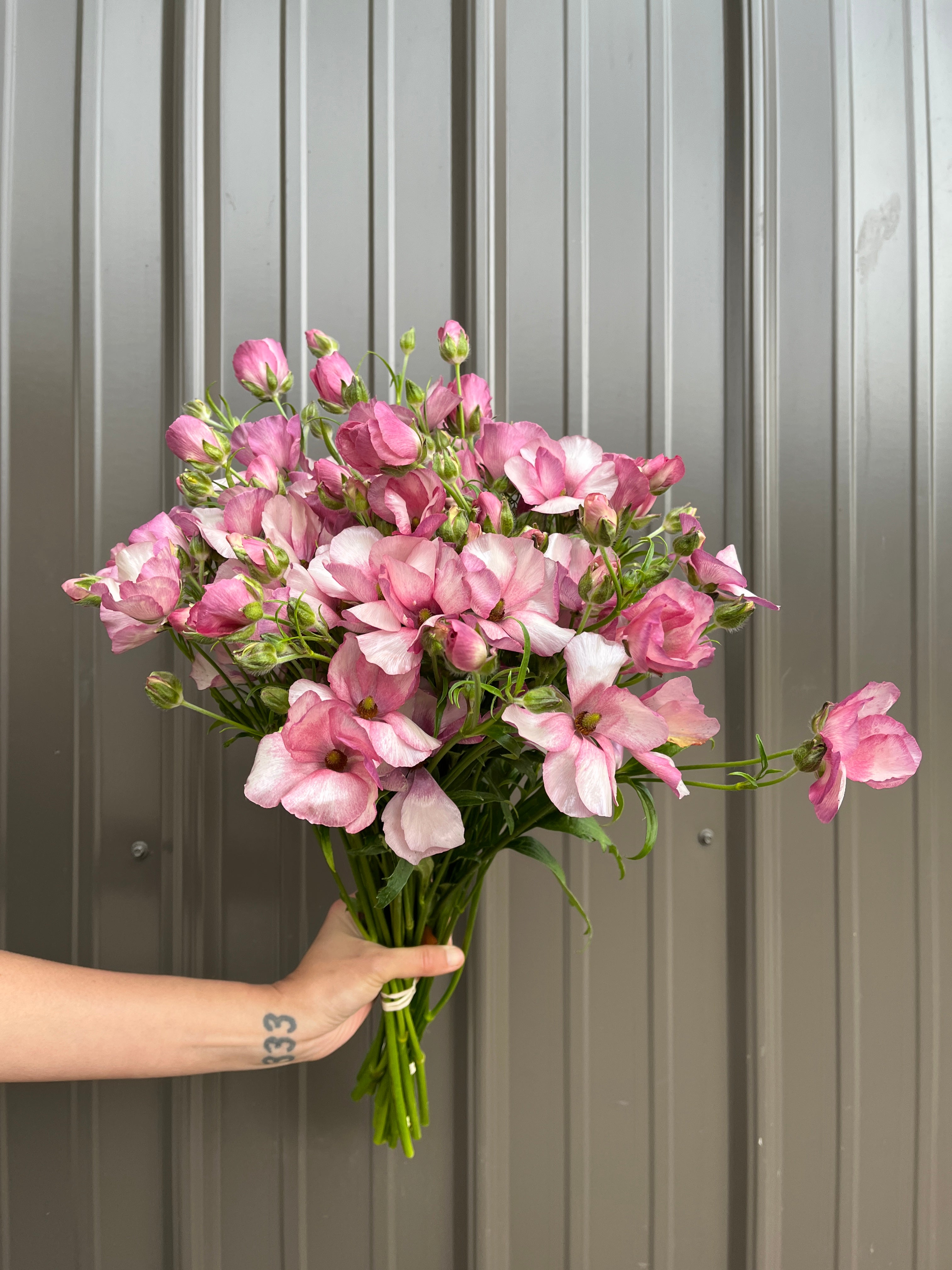 Ranunculus Butterfly-Lavender