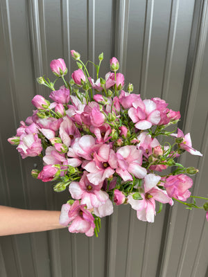 Ranunculus Butterfly-Lavender