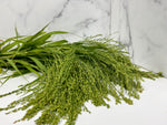 Millet-Proso