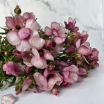 Ranunculus Butterfly-Lavender