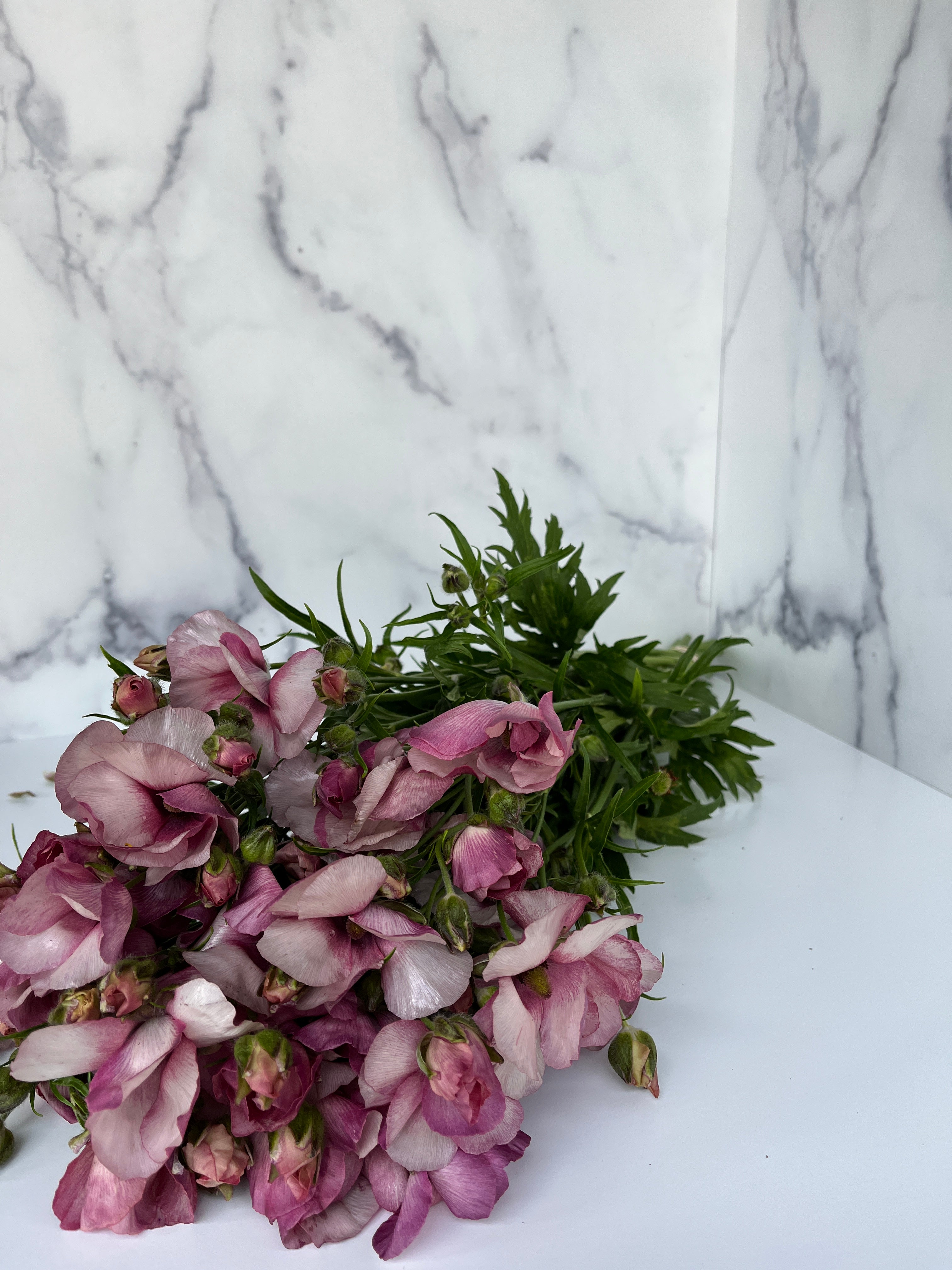 Ranunculus Butterfly-Lavender