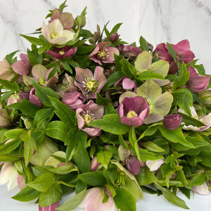
            
                Load image into Gallery viewer, Hellebore-Any
            
        