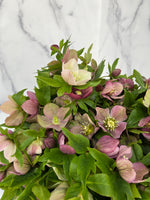 Hellebore-Any