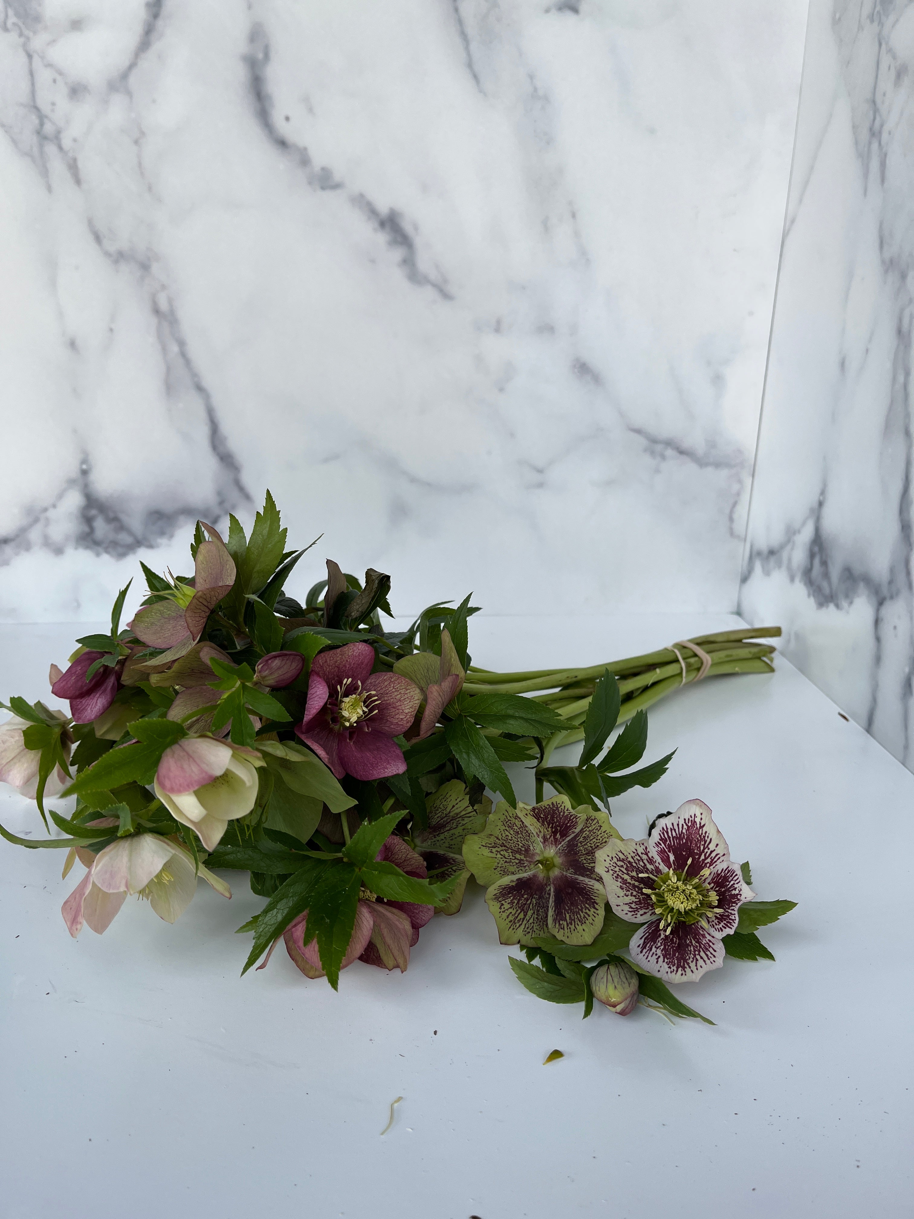 Hellebore-Any