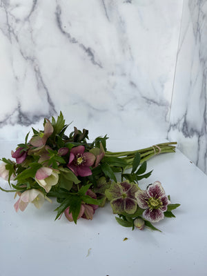 Hellebore-Any