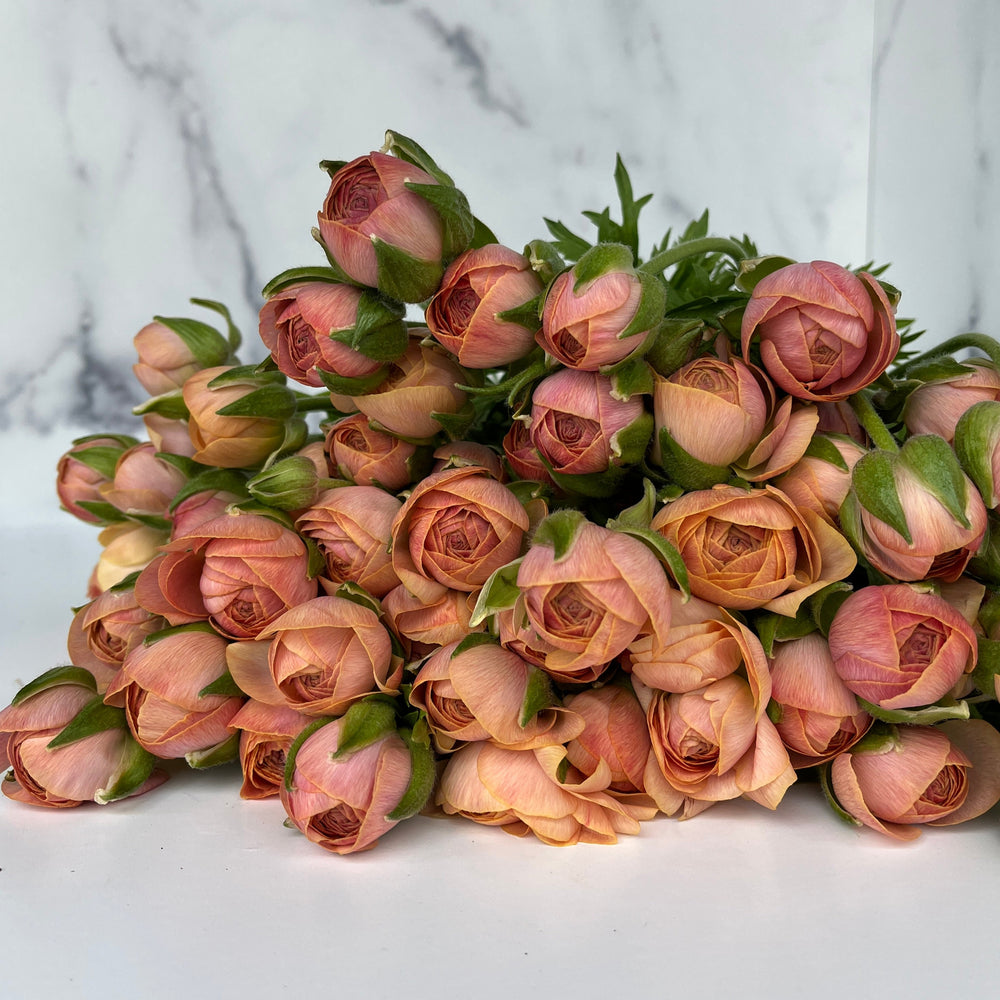 
            
                Load image into Gallery viewer, Ranunculus Specialty Romance-Coral
            
        