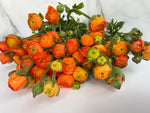 Ranunculus-Clementine