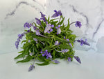 Salvia-Blue Bedder