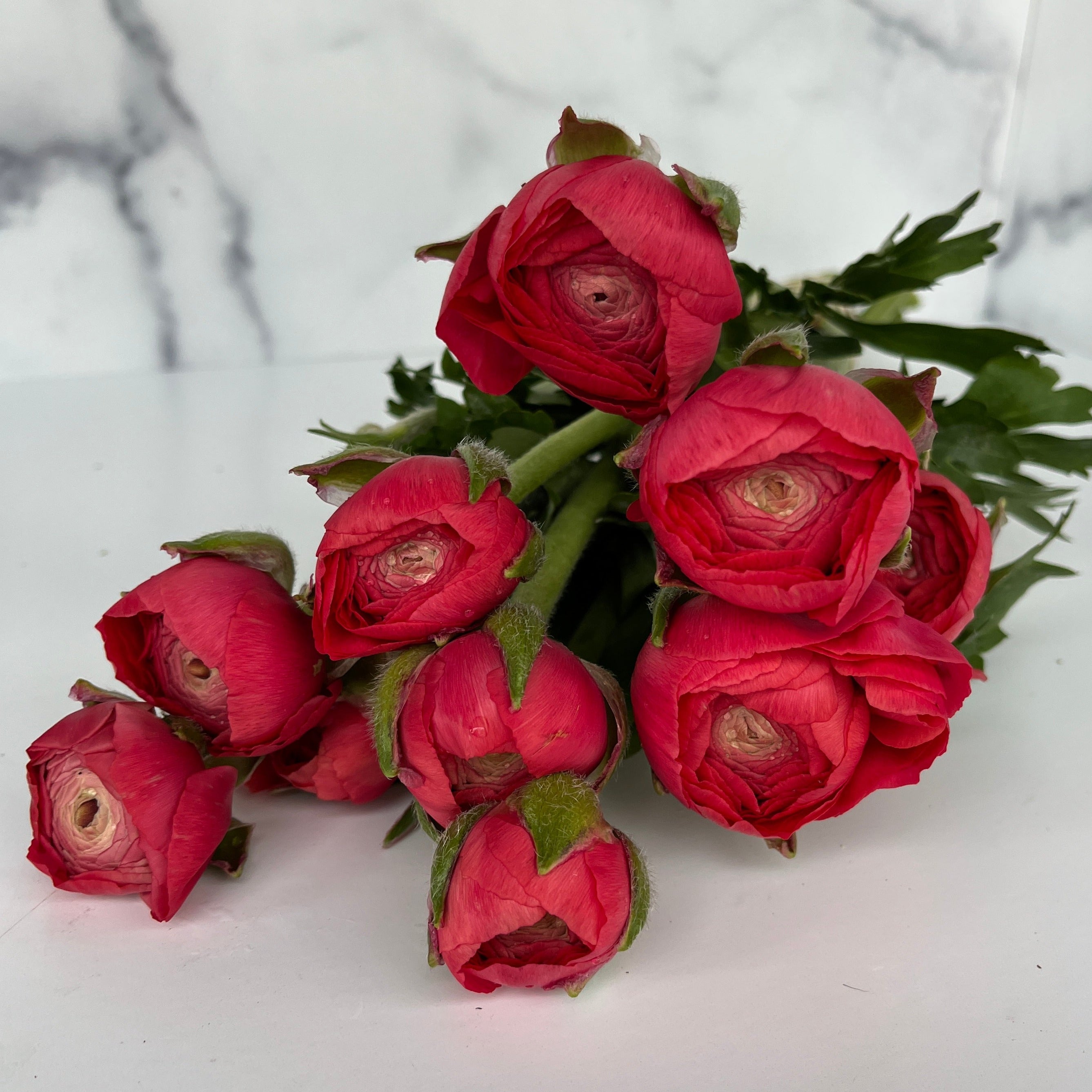 Ranunculus Specialty - Fragolino SHORT