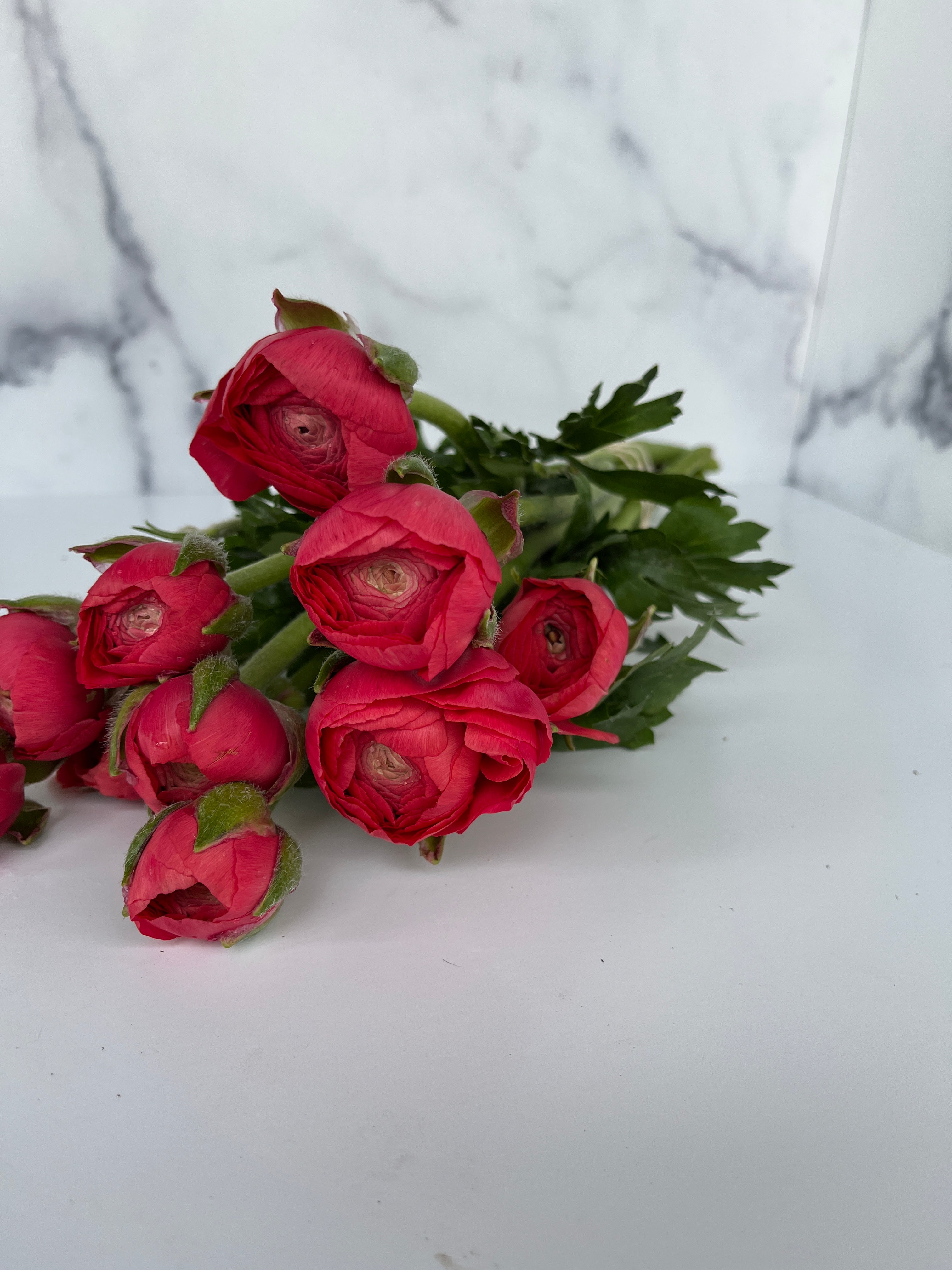 Ranunculus Specialty - Fragolino SHORT
