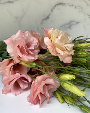 
            
                Load image into Gallery viewer, Lisianthus-Apricot
            
        