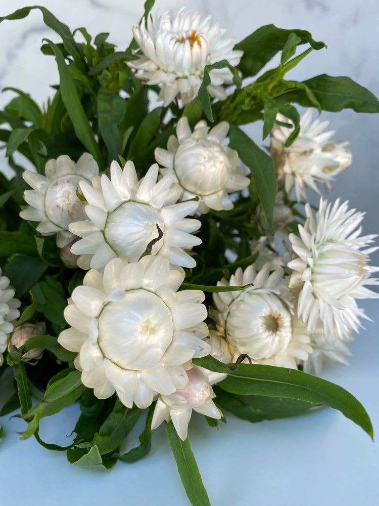 
            
                Load image into Gallery viewer, Strawflower-White
            
        