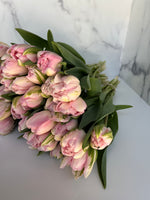 Tulip-Finola