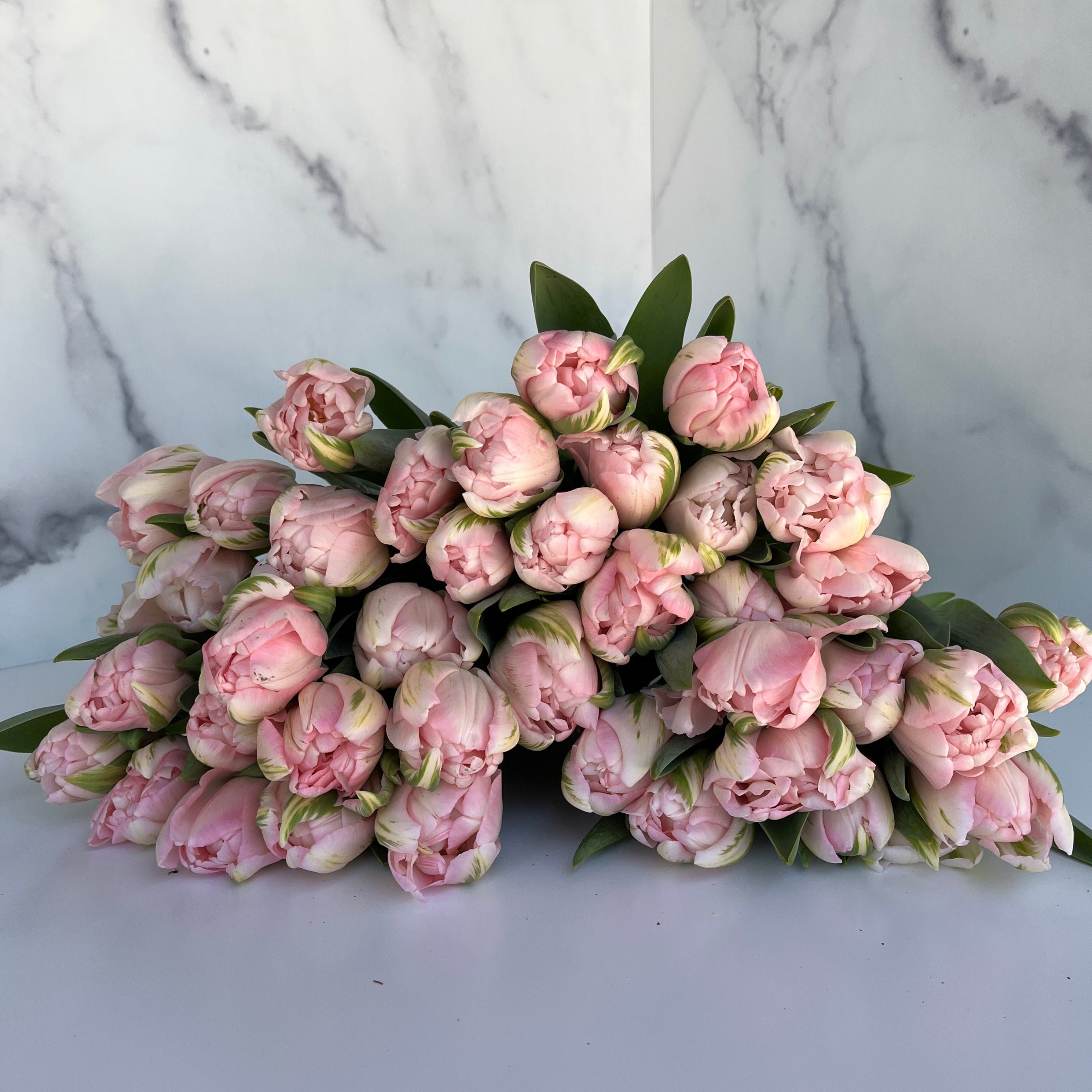 Tulip-Finola
