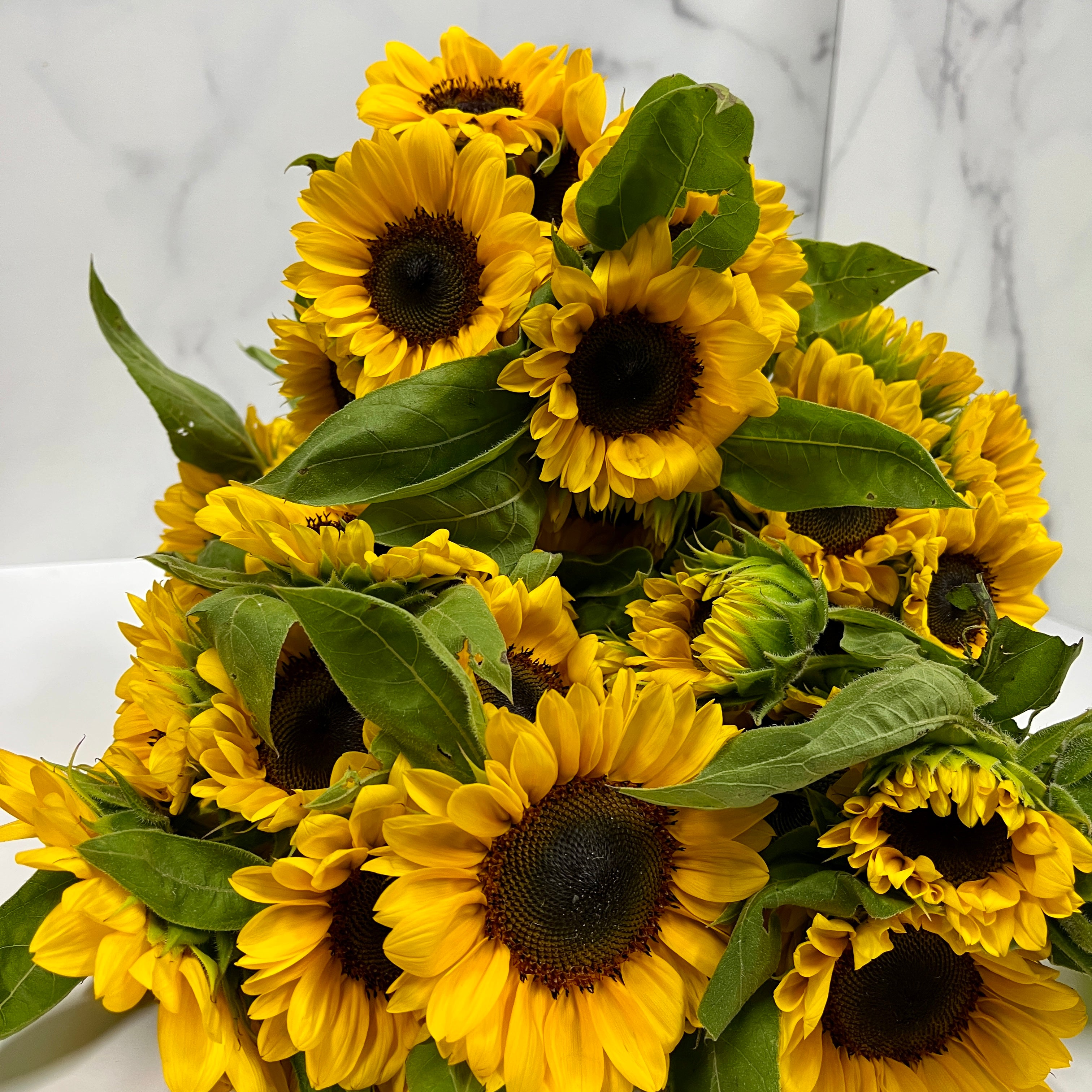 Sunflower-Mini Bulk Deal