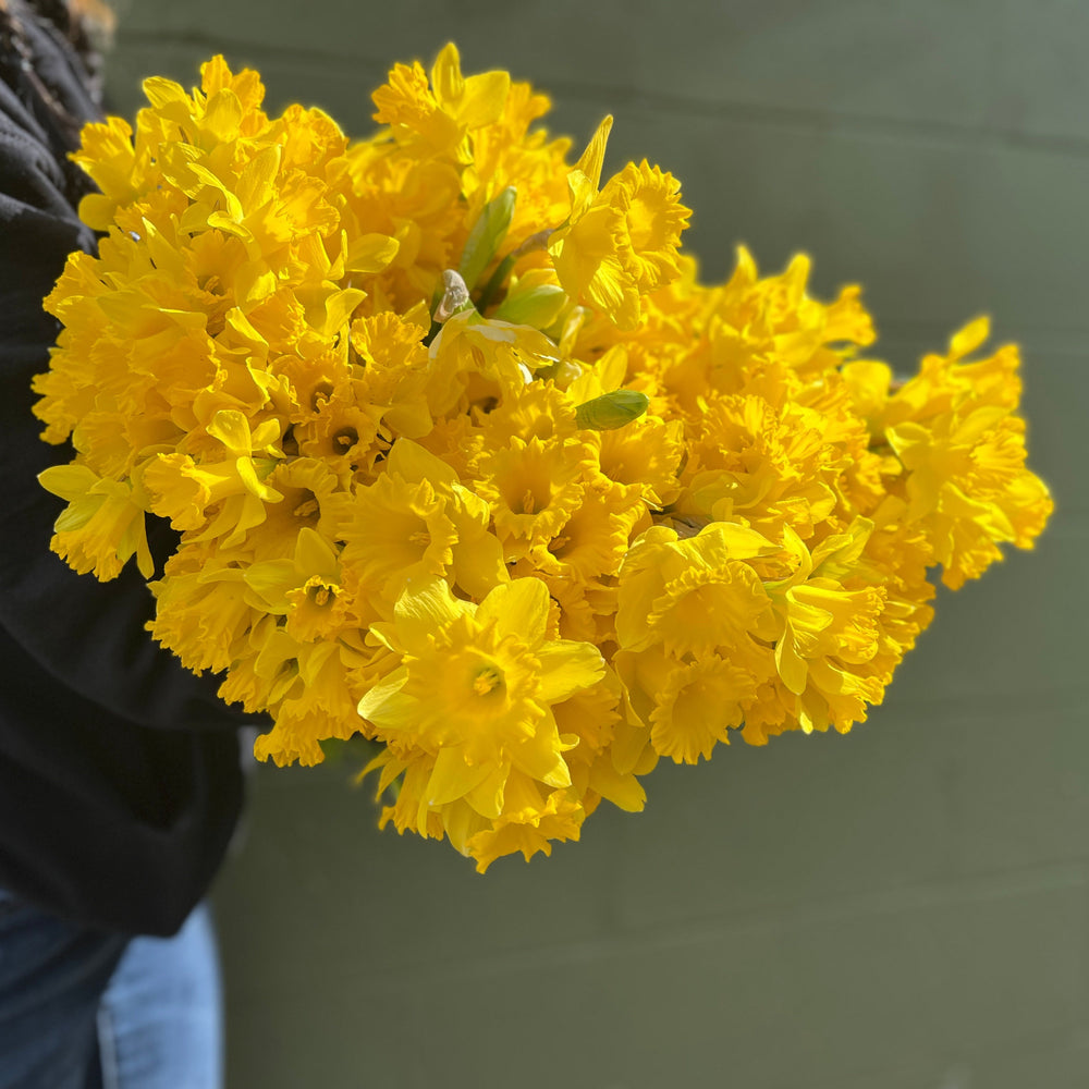 
            
                Load image into Gallery viewer, Daffodil-Special
            
        