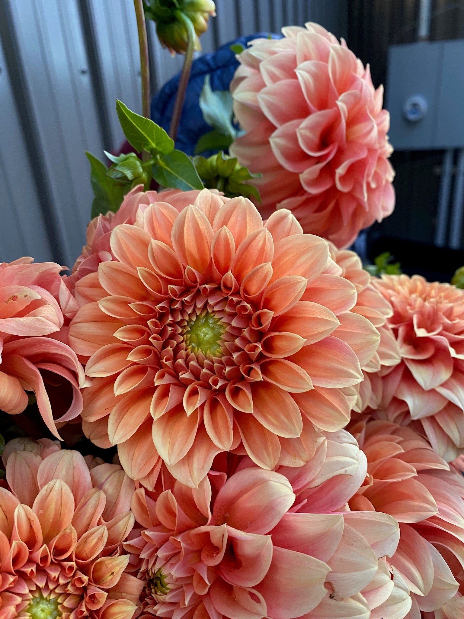 Dahlia Medium-Bracken Palomino