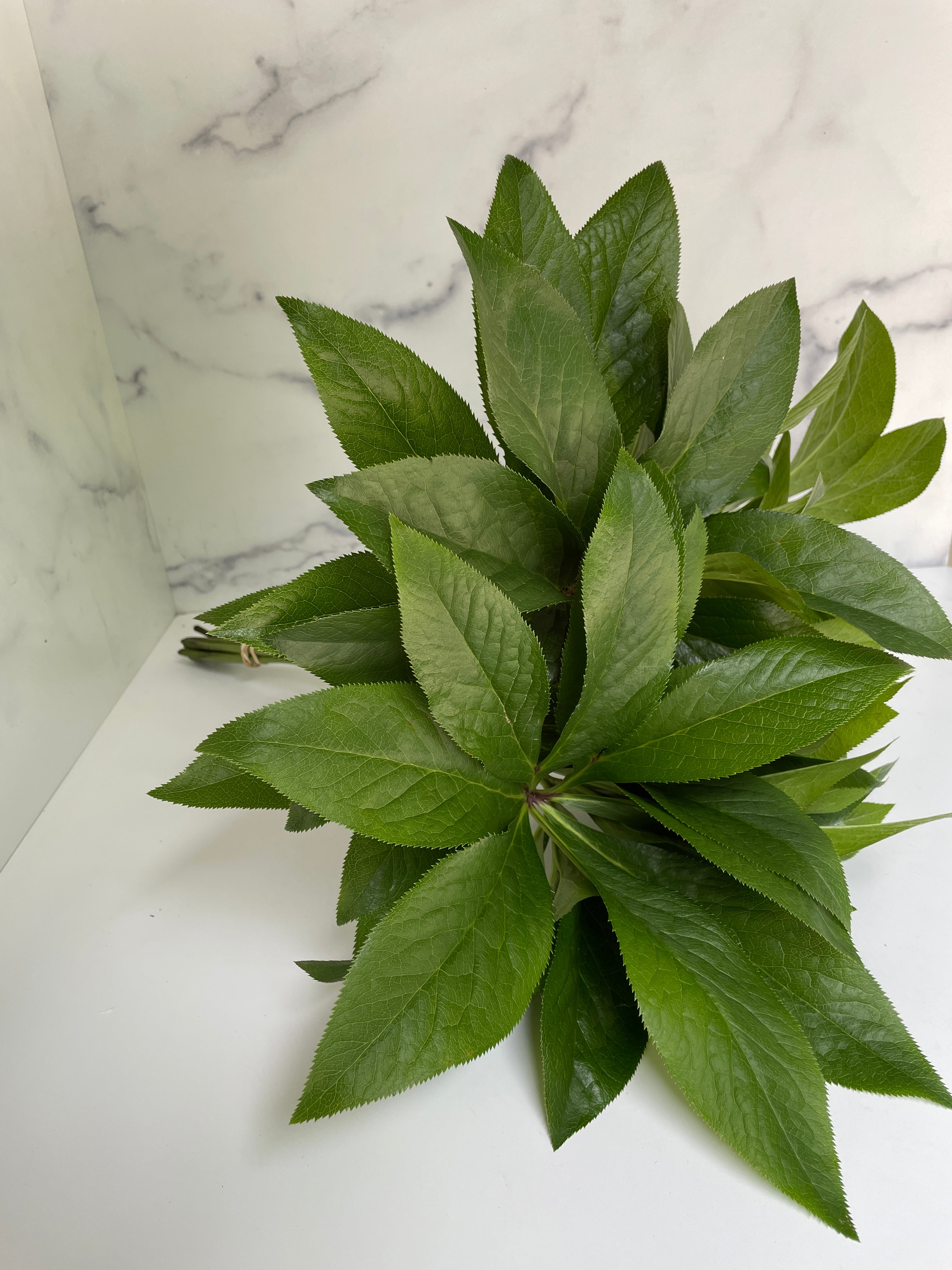 Hellebore Leaves