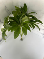 Hellebore Leaves