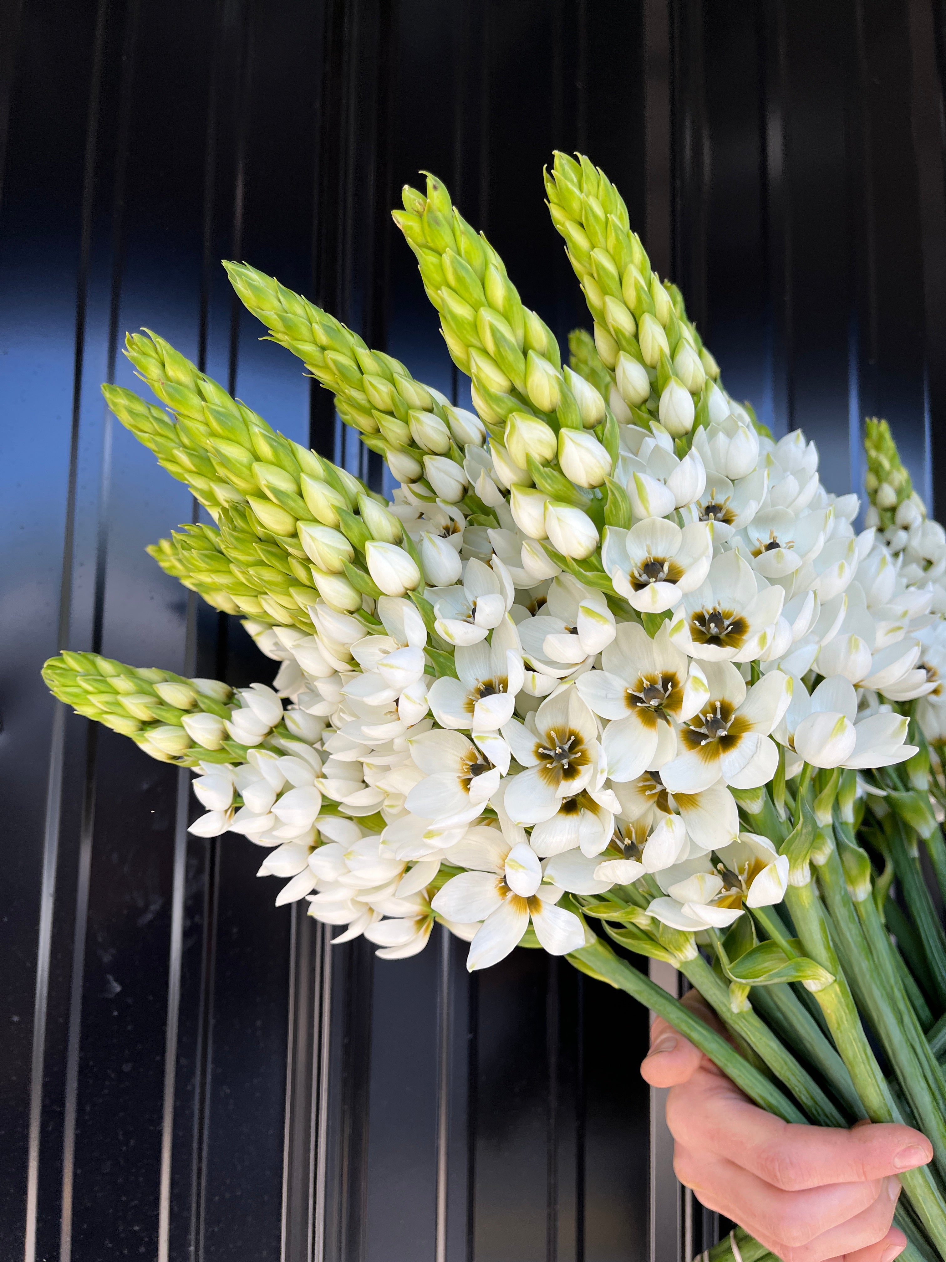 Ornithogalum SHORT-White
