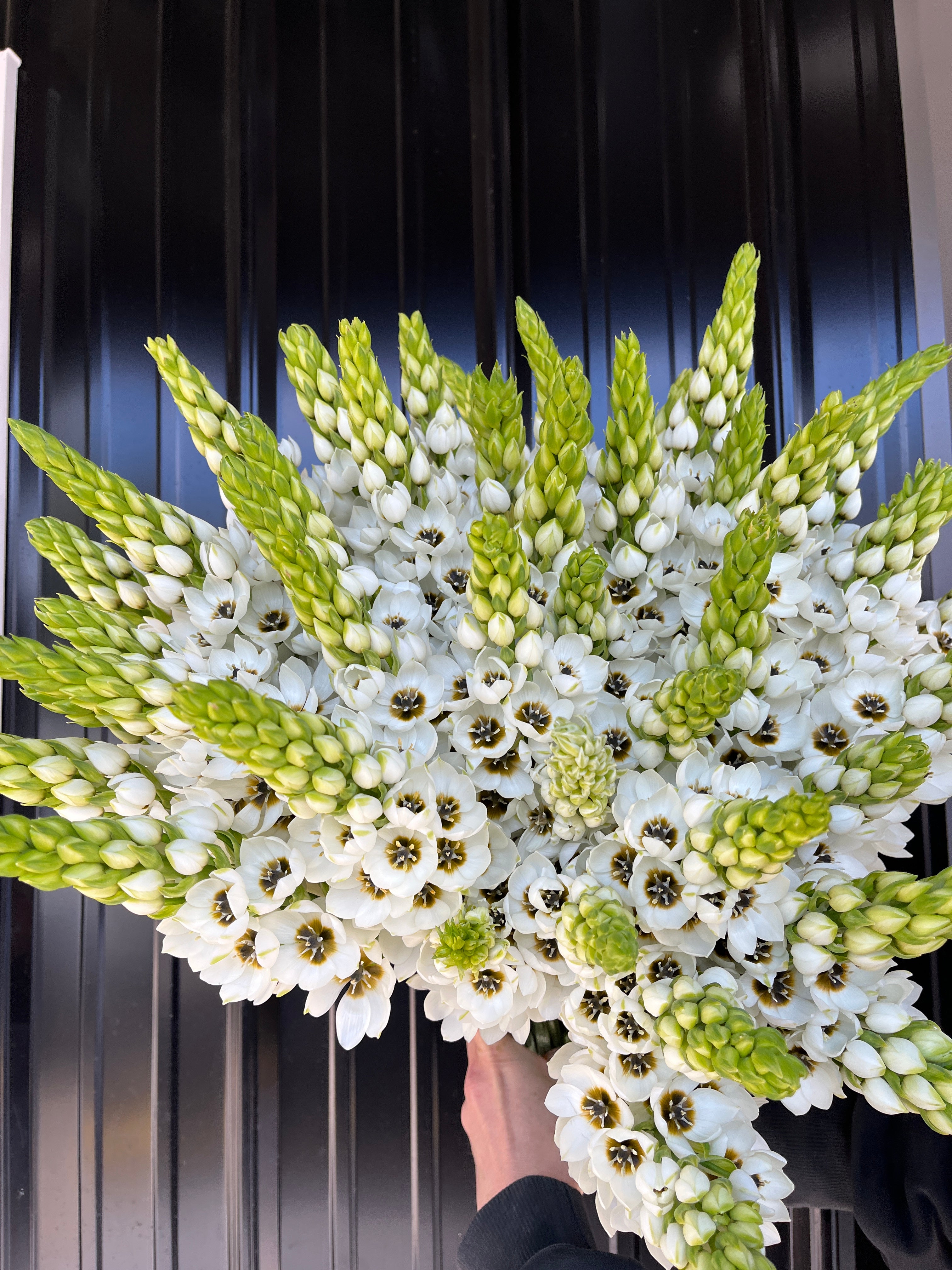 Ornithogalum SHORT-White