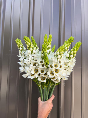 Ornithogalum SHORT-White