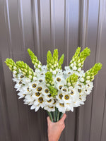 Ornithogalum SHORT-White