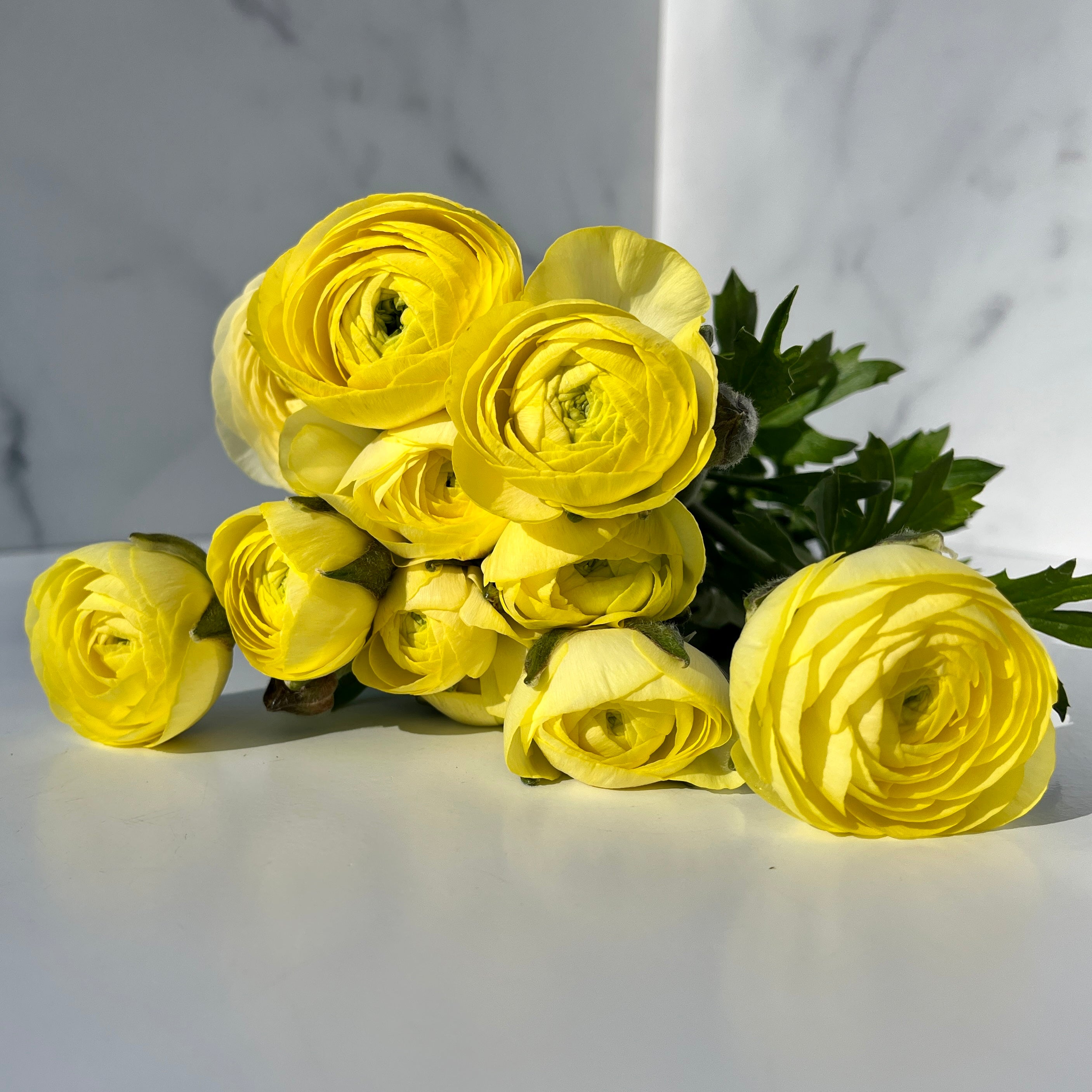 Ranunculus Specialty Romance - Lemon