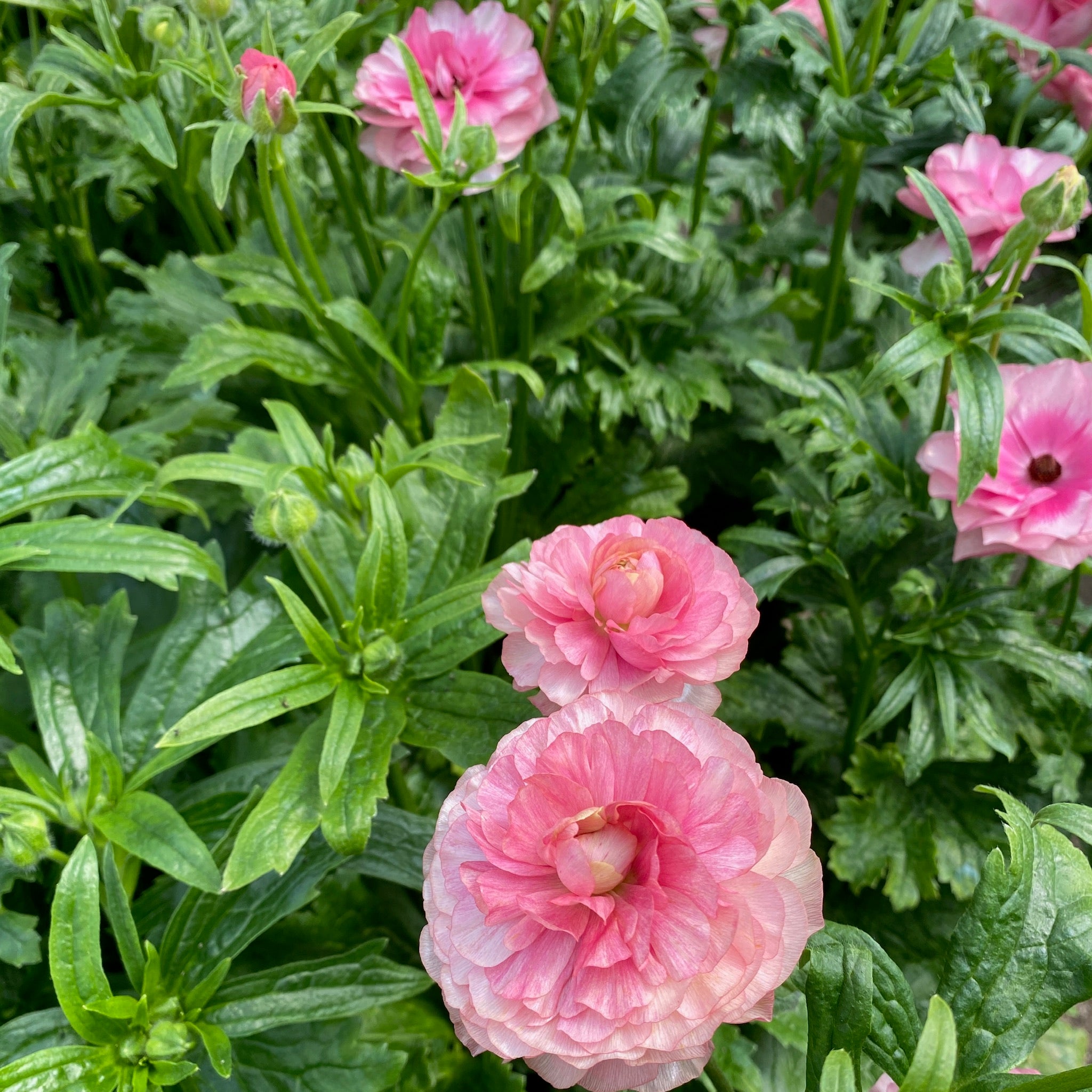 Ranunculus Butterfly-Pink