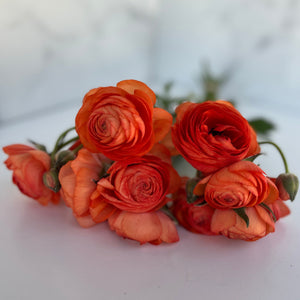Ranunculus Specialty Romance- Orange