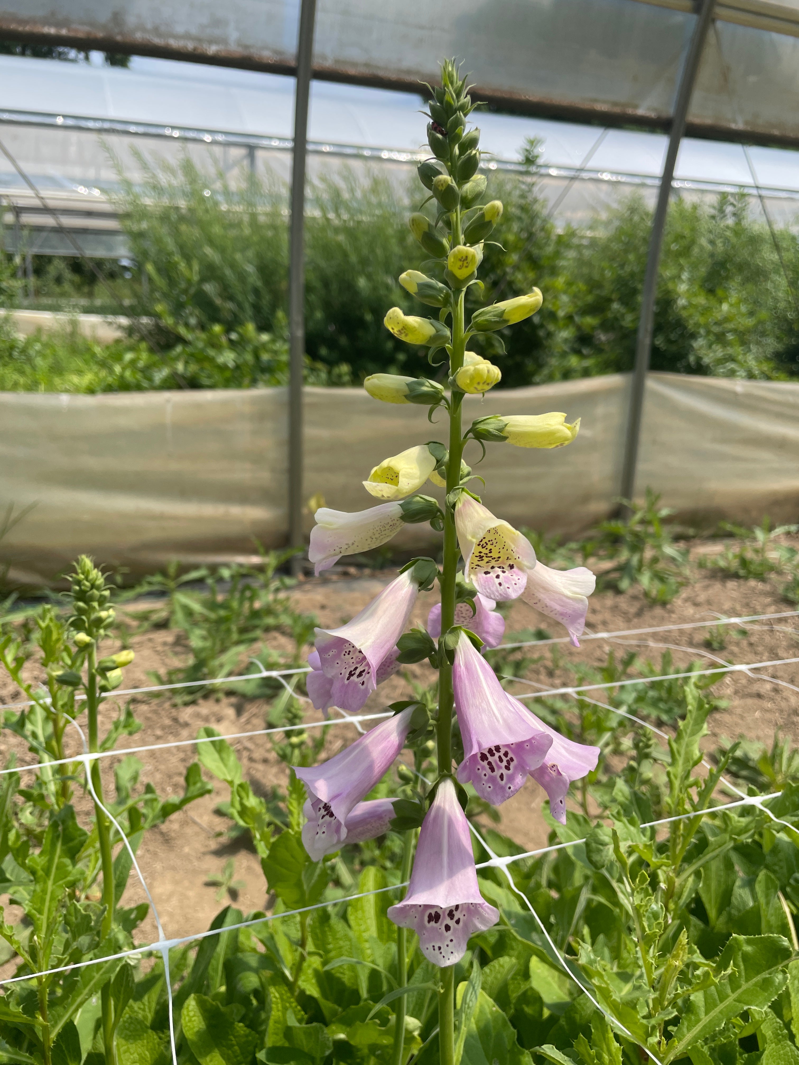 Digitalis-Light Pink short 12"
