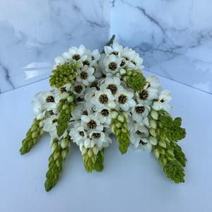 Ornithogalum SHORT-White