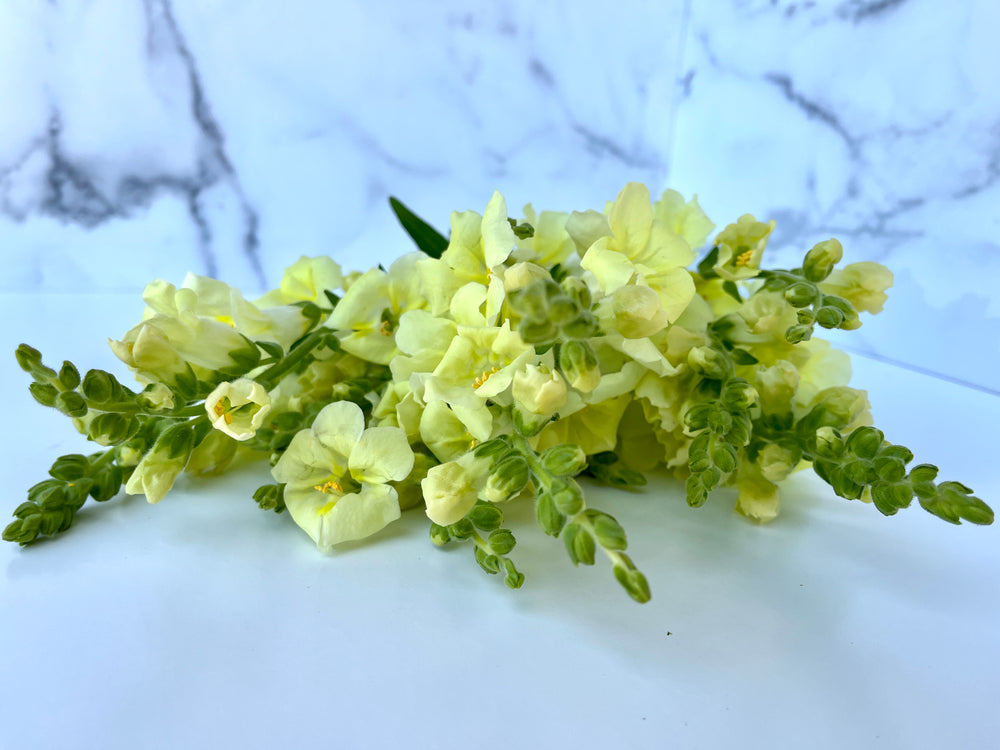 Snapdragon-Chantilly Yellow