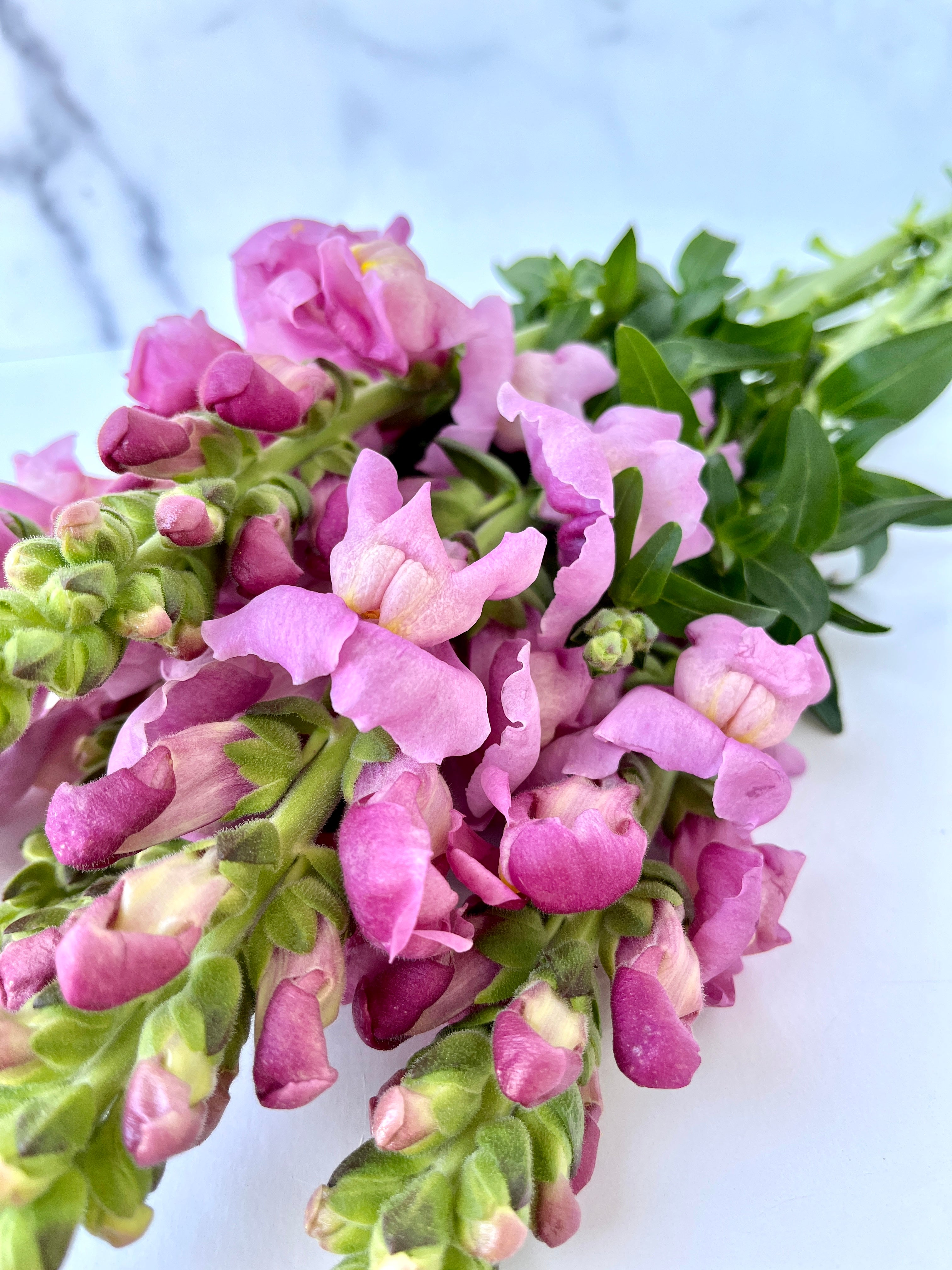 Snapdragon-Lavender