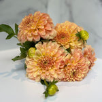 Dahlia Medium-Bracken Sarah