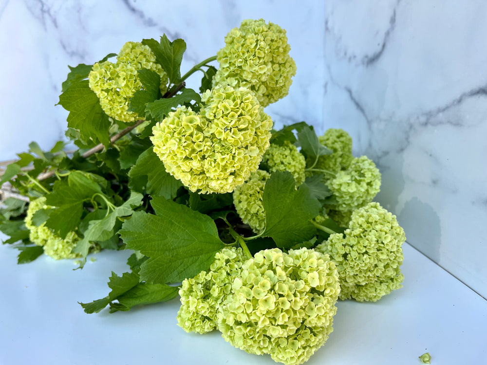 Viburnum-Green Snowball