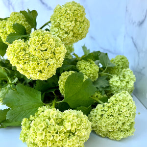 Viburnum-Green Snowball