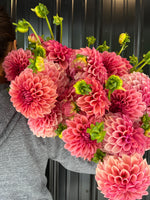 Dahlia Dinnerplate-Orange Globe