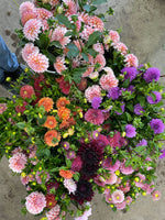 Dahlia Any (GH grown)