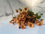 Geum- Peach