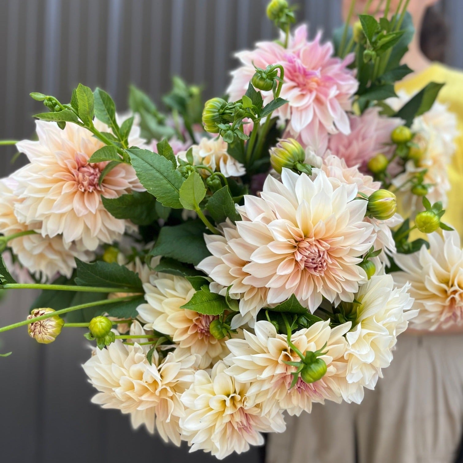 Dahlia Dinnerplate-Cafe au Lait Mix