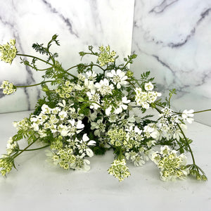 Orlaya– white