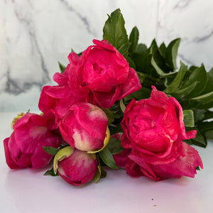 Peony-Paula Fey