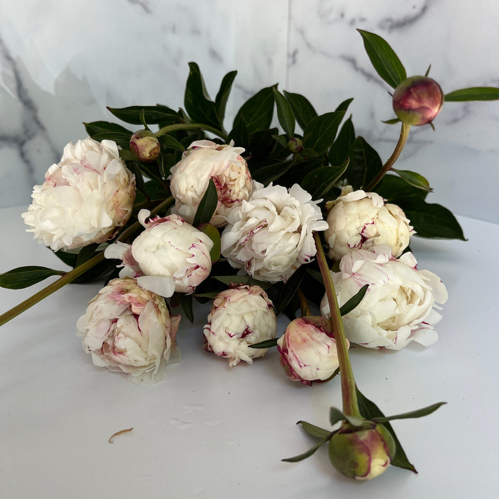 Peony-Festiva Maxima