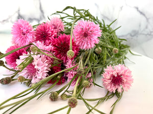 Cornflower-Pink