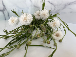 
            
                Load image into Gallery viewer, Cornflower-White
            
        
