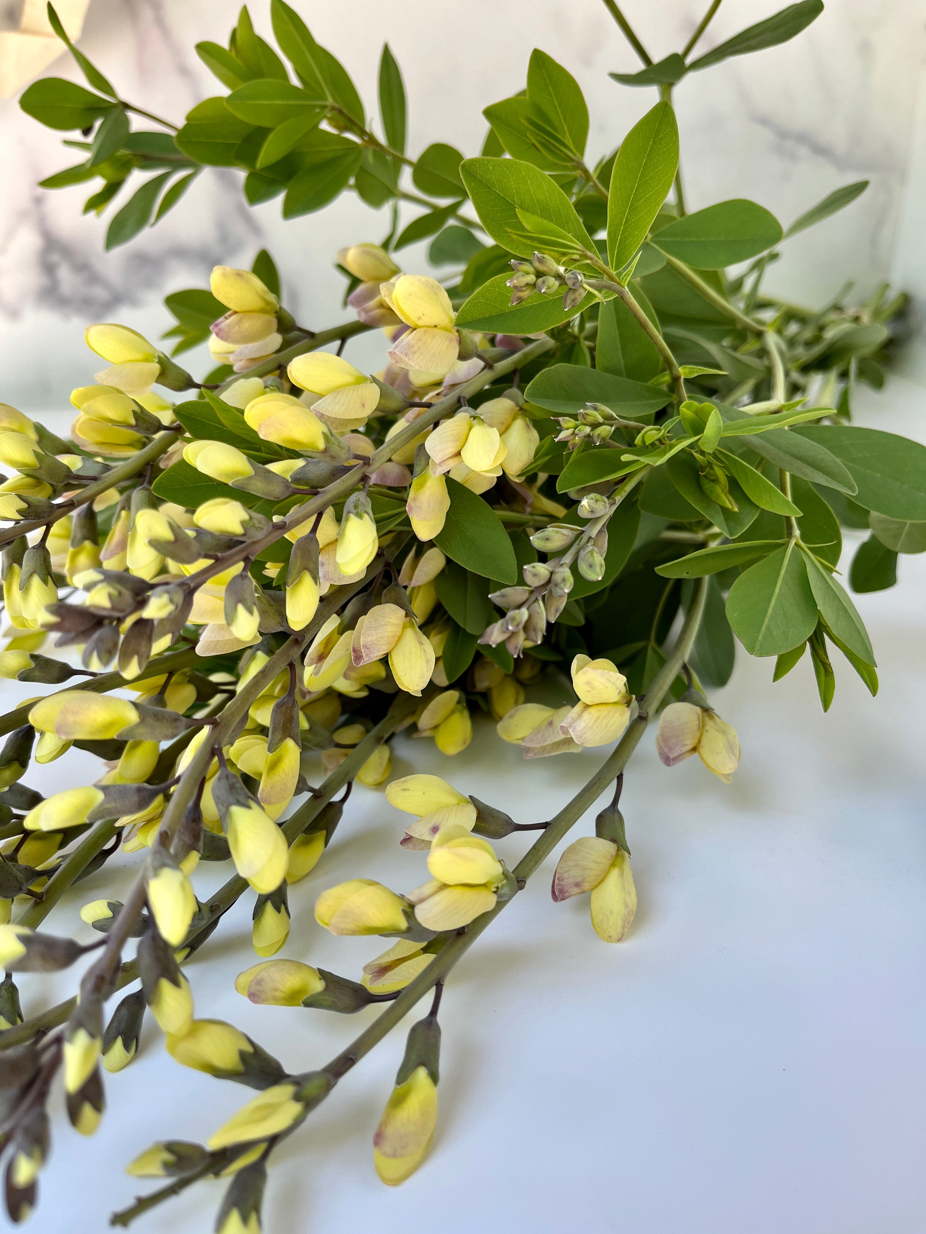 Baptisia- Pink Lemonade