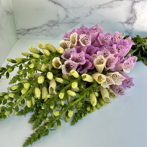 Digitalis-Light Pink short 12"