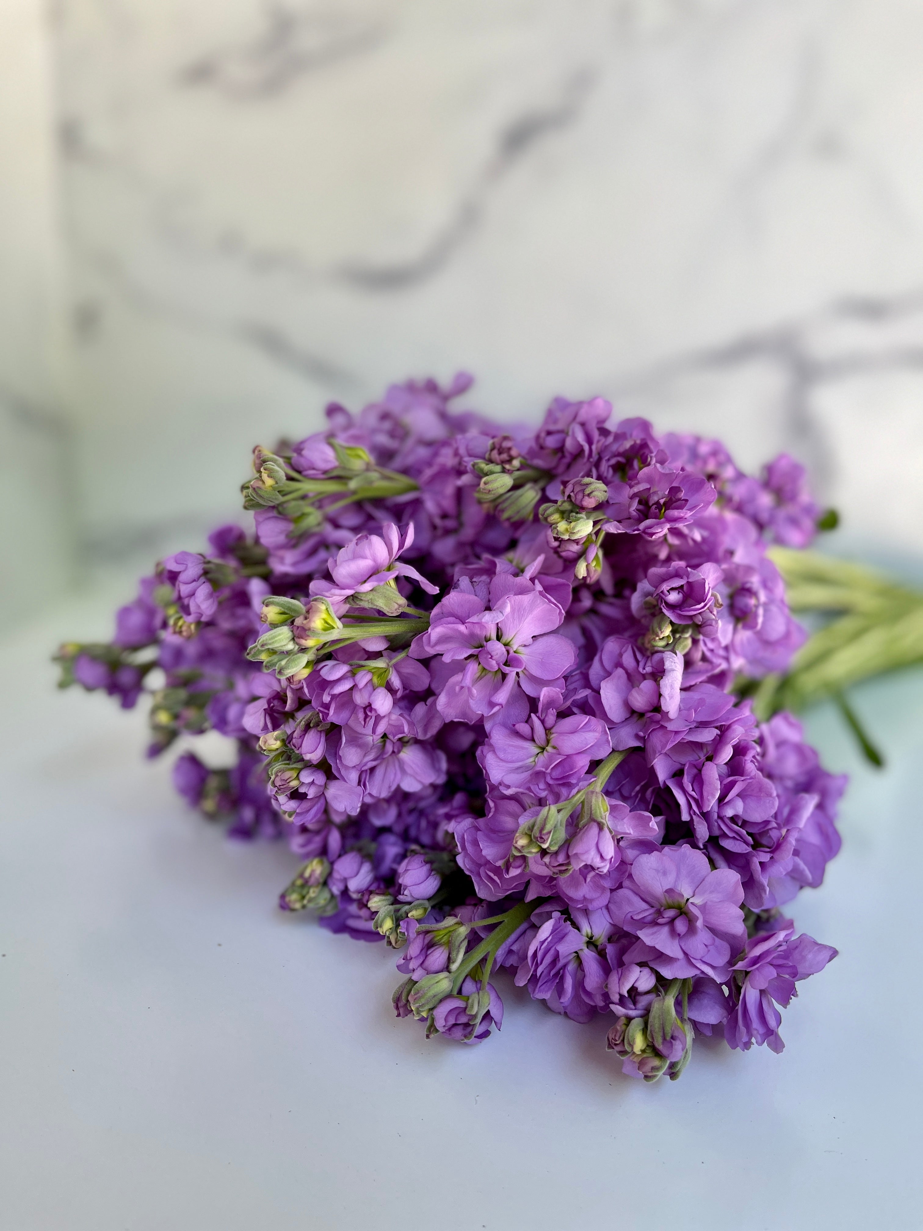 Stock-Lavender